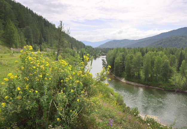 A flowering bush on the slope at the bend of the river in the Altai mountains Siberia Russia