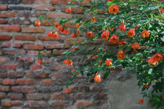 Flowering bushes against the background of the old city wall sunlight selective focus Idea for background postcard or space decoration