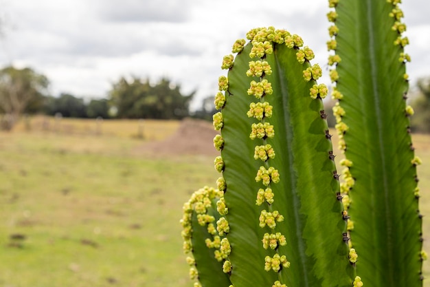 Flowering cactus plant with of rural landscape