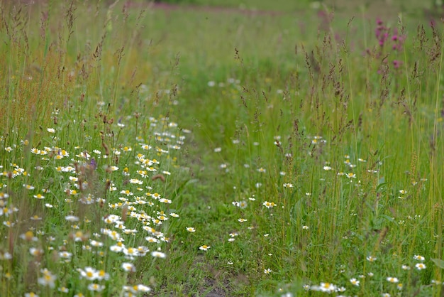 Flowering Chamomile Blooming chamomile field Chamomile flowers on a meadow in summer Selective focus