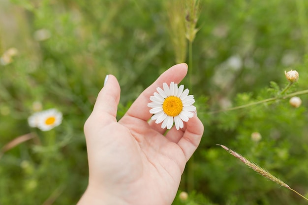 Flowering Chamomile Blooming chamomile field Chamomile flowers on a meadow in summer Selective focus