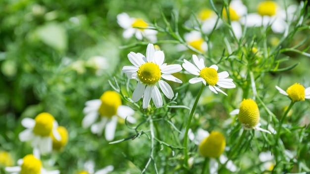 Flowering chamomile, medicinal plant in the garden.