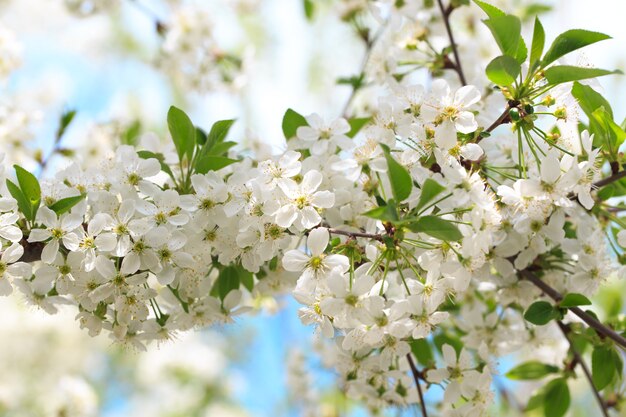 Flowering cherry against a blue sky background.