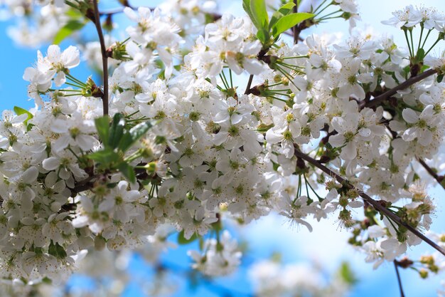 Flowering cherry against a blue sky background.