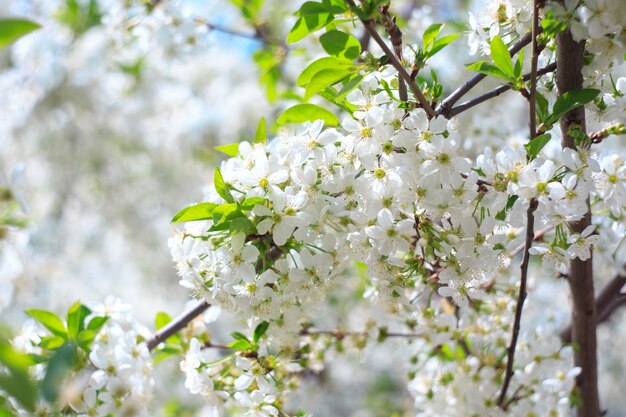 Flowering cherry against a blue sky background.