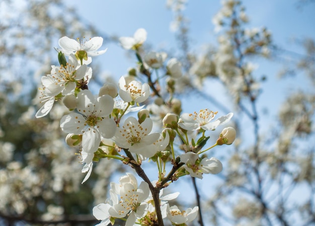 Flowering cherry against a blue sky Cherry blossoms Spring background