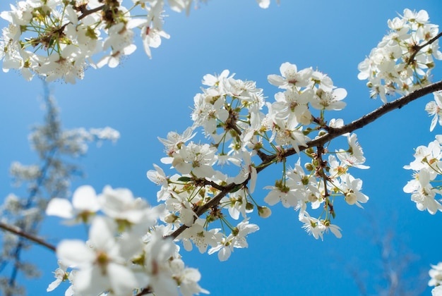 Flowering cherry against a blue sky Cherry blossoms Spring background