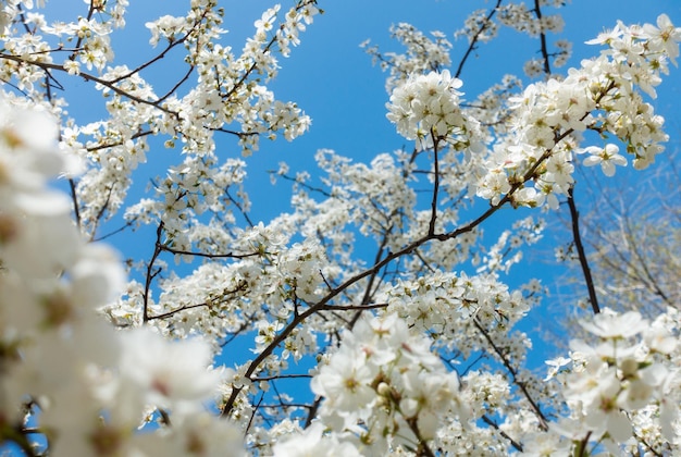 Flowering cherry against a blue sky Cherry blossoms Spring background