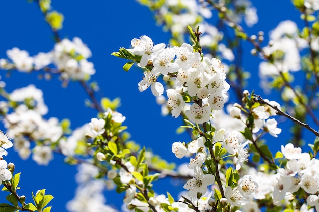 Flowering cherry against a blue sky