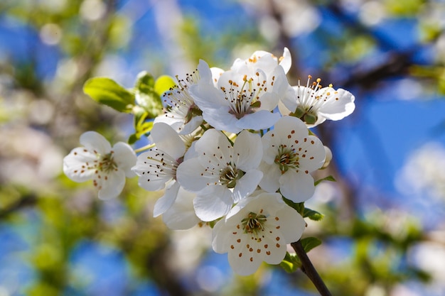 Flowering cherry blossoms branches close up