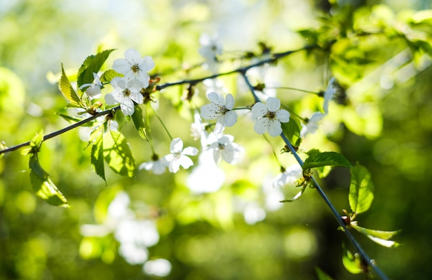 Flowering cherry branch in the spring in the garden.