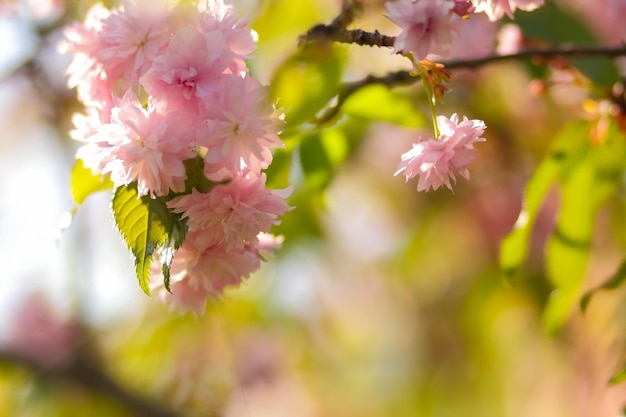 Flowering cherry branches in the sun Pink sakura flowers on a blurred background Copy space