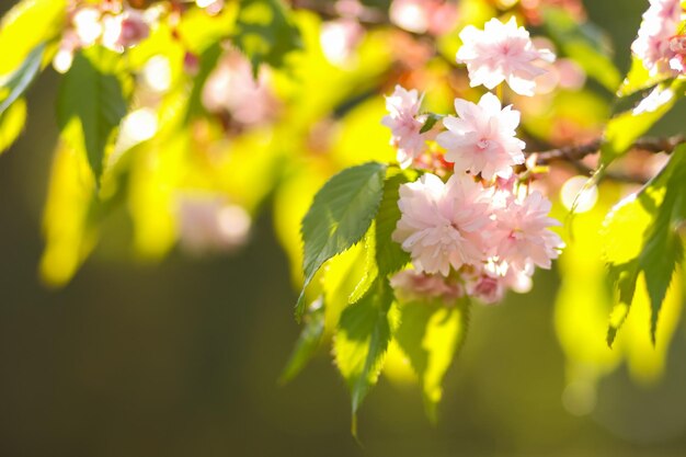 Flowering cherry branches in the sun Pink sakura flowers on a blurred background Copy space