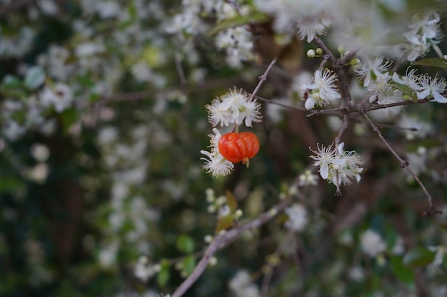 Flowering cherry tree with hanging cherry trees