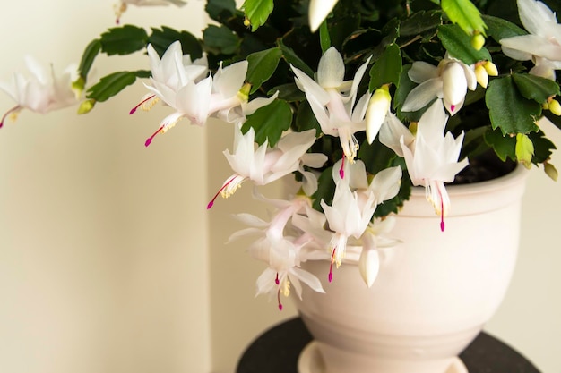 Flowering Christmas cactus Schlumbergera truncata houseplant Closeup