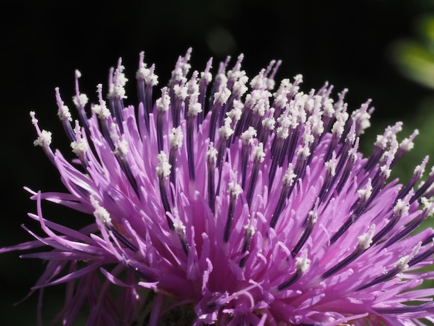 Photo a flowering cornflower in a summer meadow