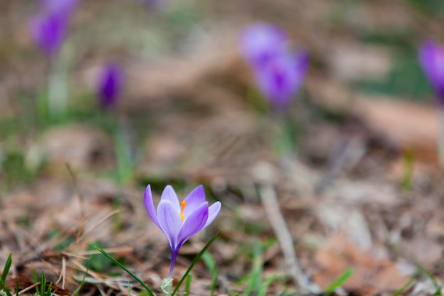 Flowering crocus in early spring