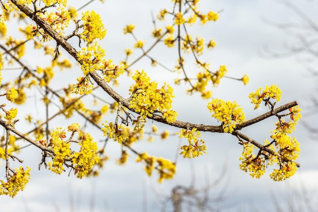 Flowering dogwood tree against a cloudy sky Traditional spring blooming Beautiful background