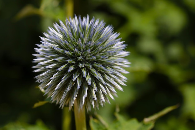 A flowering flower in a clearing in the spring in the forest