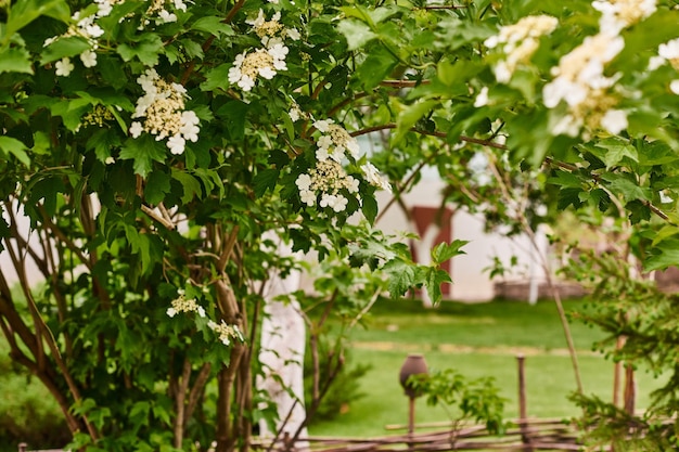 Flowering fruit and berry tree apple against the backdrop of house and a fence in Ukrainian village