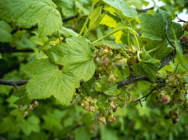 Flowering fruit bush of blackcurrant Ribes nigrum