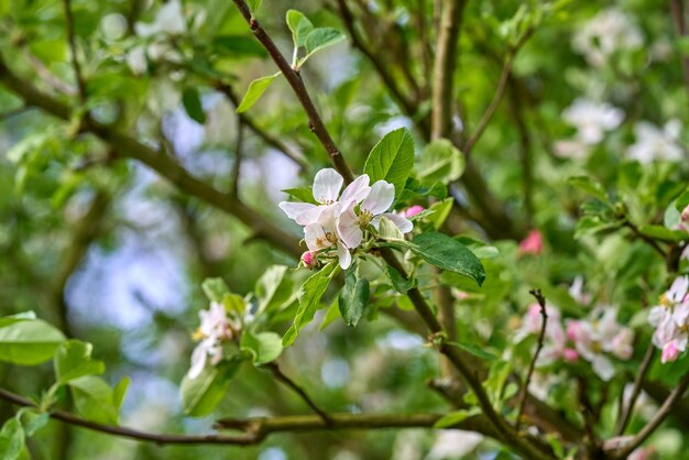 Flowering fruit spring tree on a sunny day