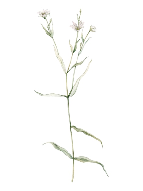 Flowering Greater stitchwort plants in wild nature Rabelera holostea syn Stellaria holostea Watercolor hand painting illustration on isolate white background White flowers