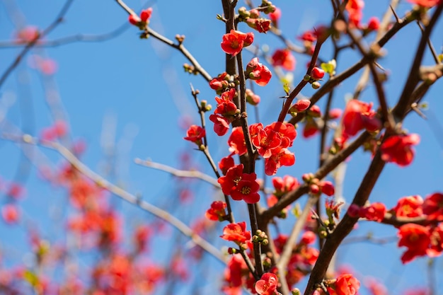 Flowering guince or chaenomeles japonica bush at the spring Natural impressionism red flowers on a branch on a blurry background spring and summer background