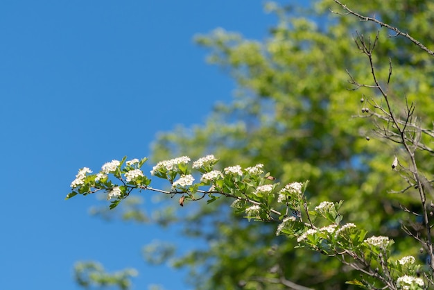 Flowering hawthorn branch on blue sky background