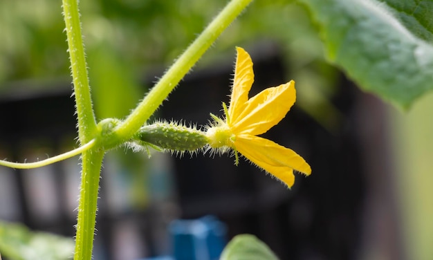 Flowering healthy development of ground parts of cucumber plants Growing cucumbers planting care feeding varieties