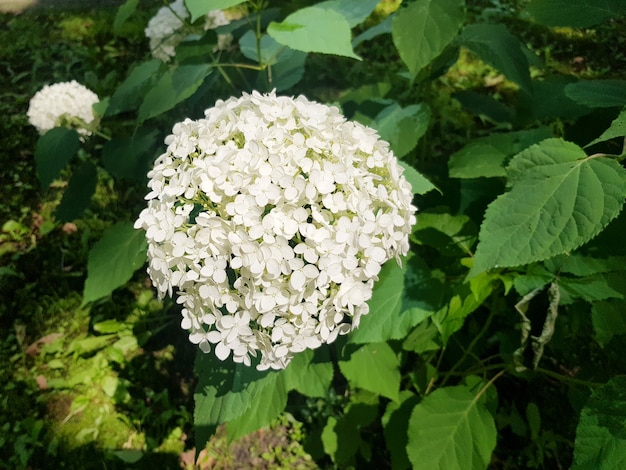 Photo the flowering of hydrangea arborescens