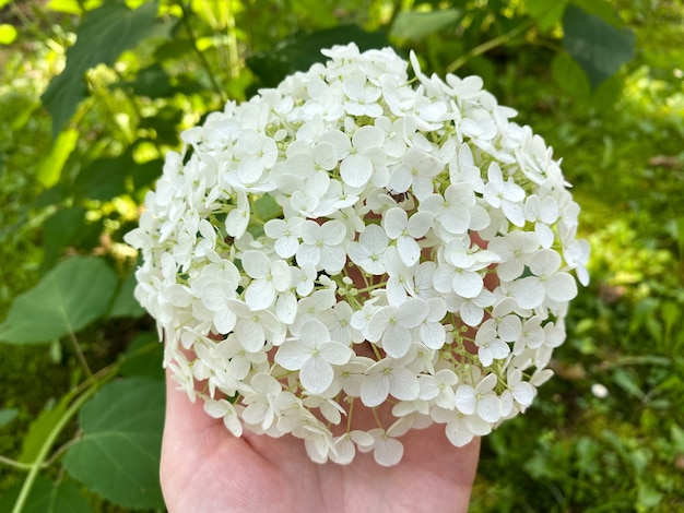 Photo the flowering of hydrangea arborescens