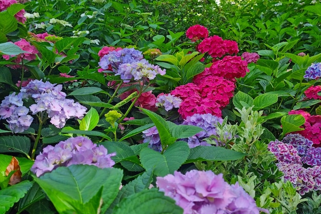 Flowering hydrangea gardens in the park in the spring