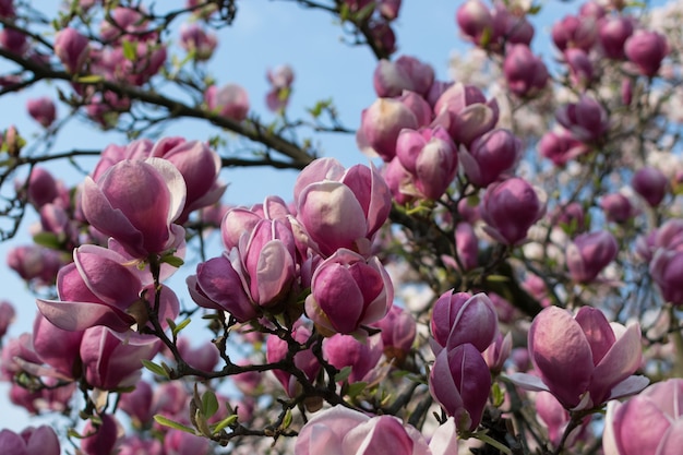 Flowering magnolia tree with white and pink flowers