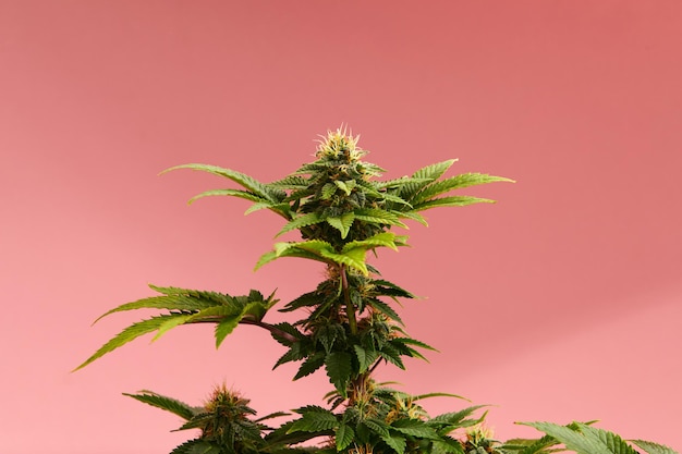 Flowering Medical Marijuana or CBD Cannabis Plant with Buds on Pink Background