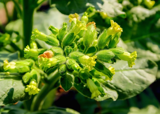 flowering middle of a tobacco bush close-up. tobacco cultivation concept