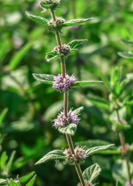 flowering mint grows in a flower garden. cultivation of medicinal plants concept