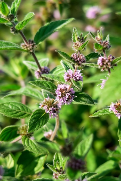 flowering mint grows in a flower garden. cultivation of medicinal plants concept