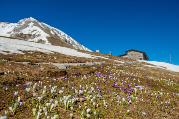 Flowering mountain pasture