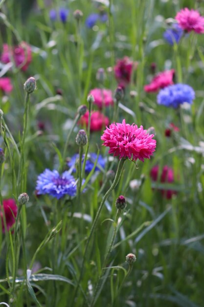 Flowering multicolored cornflowers in the village