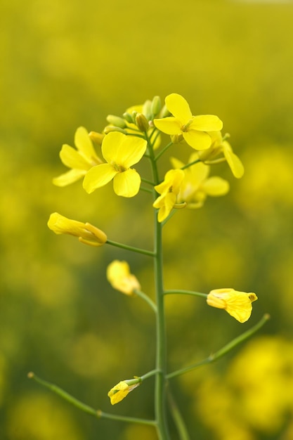 Flowering oilseed rape close up