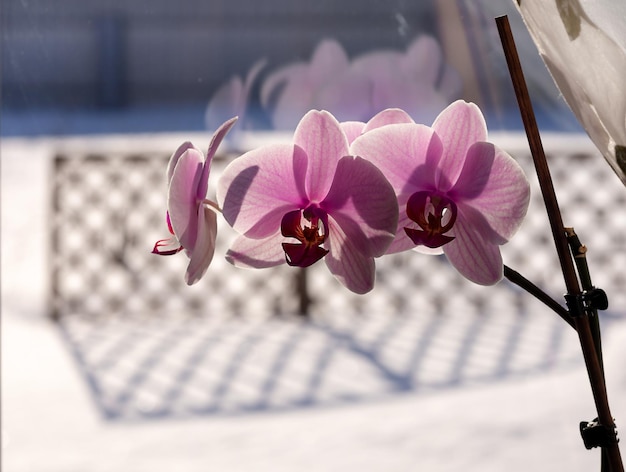 Flowering orchid on the window against the background of a snowy landscape