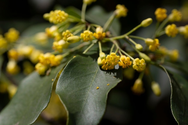 Flowering Pittosporum tobira family Pittosporaceae occurs under numerous names including laurel Japanese pittosporum