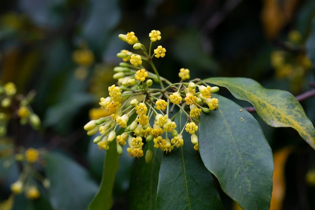 Flowering Pittosporum tobira family Pittosporaceae occurs under numerous names including laurel Japanese pittosporum