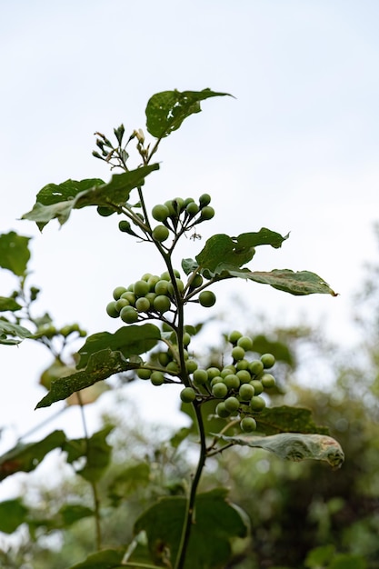 Flowering plant commonly known as jurubeba a nightshade