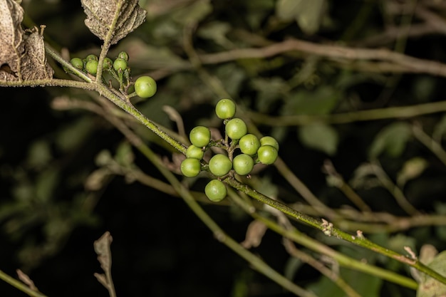 Flowering plant commonly known as jurubeba