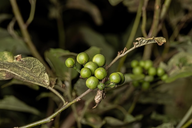 Flowering plant commonly known as jurubeba