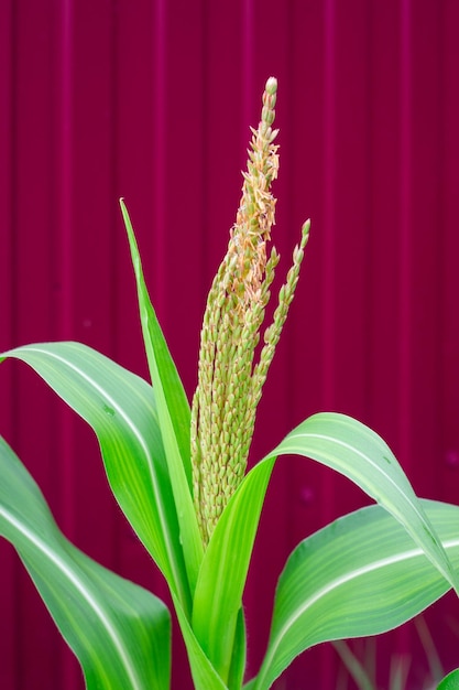 Flowering plant of green corn against the background of a burgundy fence Growing corn in the garden