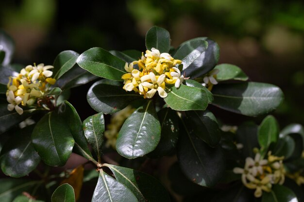 Photo the flowering plant pittosporum tobira the japanese pittosporum or australian laurel family