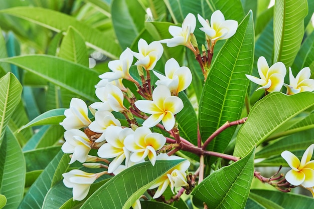 Flowering plant Sacuanjoche or Plumeria rubra beauty of tropical flora exotic plants